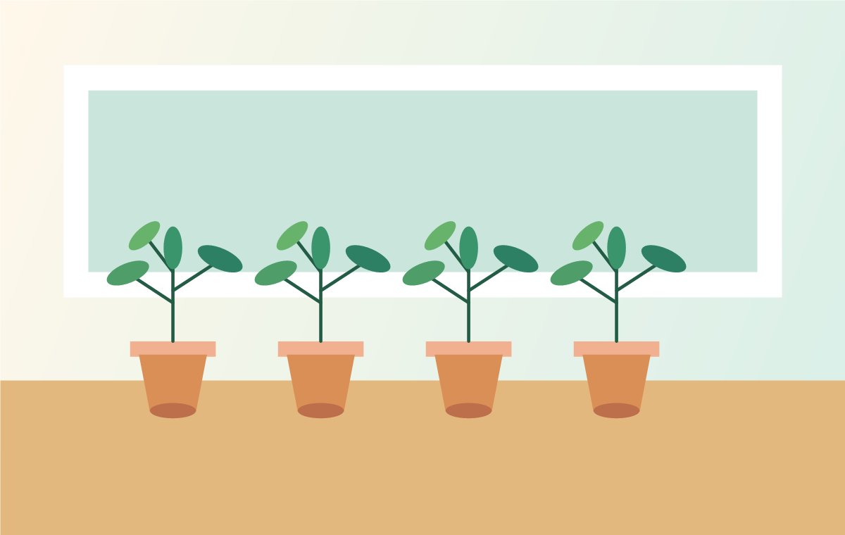 Five Kitchen Herbs That Forgive Beginner Mistakes illustration
