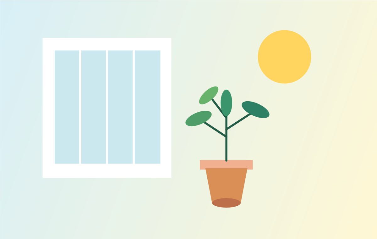 Reading Natural Light Before You Buy a Plant illustration